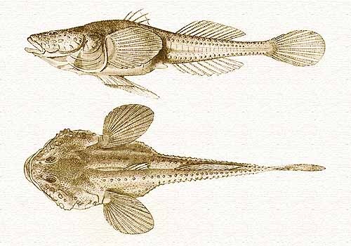 Пуголовка магистра.