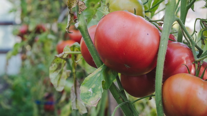 Результат трехлетнего отбора - только проверенные временем сорта
