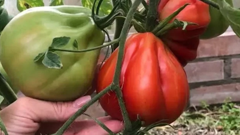 Пузата хата F1 оправдала название своей урожайностью.