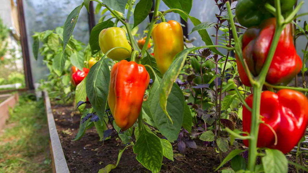 Так выглядел мой урожай после устранения основных ошибок