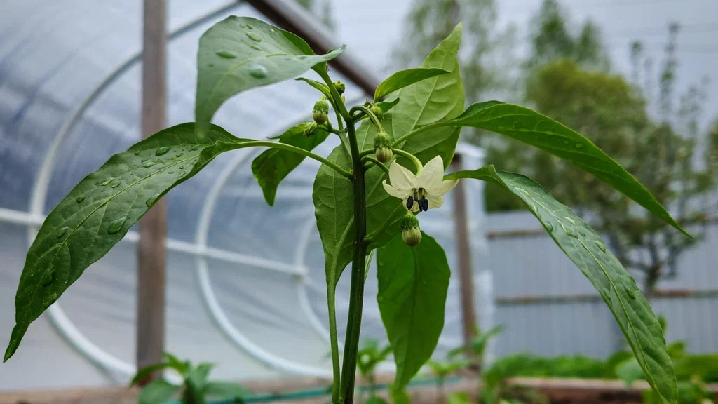 Цветение стало обильным, завязываемость заметно увеличилась