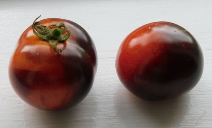 Томат Хамелеон: как меняется цвет и почему его любят дачники