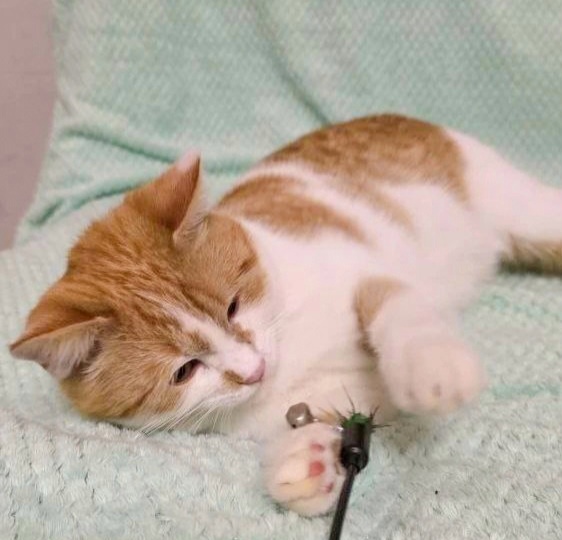 Рыжий котенок-подросток ищет дом! Москва, Питер