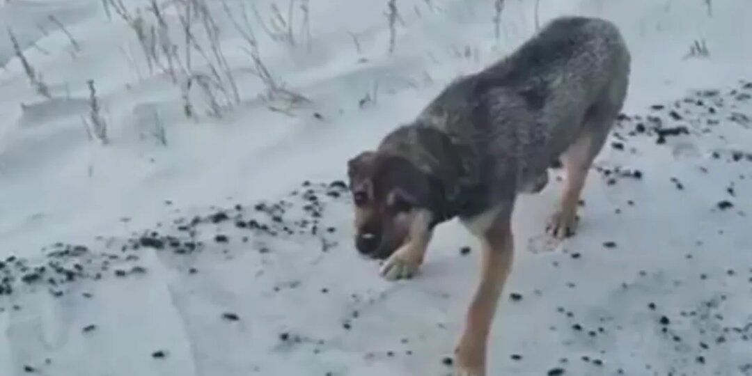 Костанаец подобрал собаку в мороз на трассе и изменил ее судьбу (ВИДЕО)