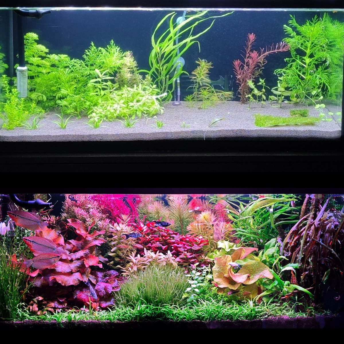 Фото преображения аквариума от подписчика канала Эстетика воды