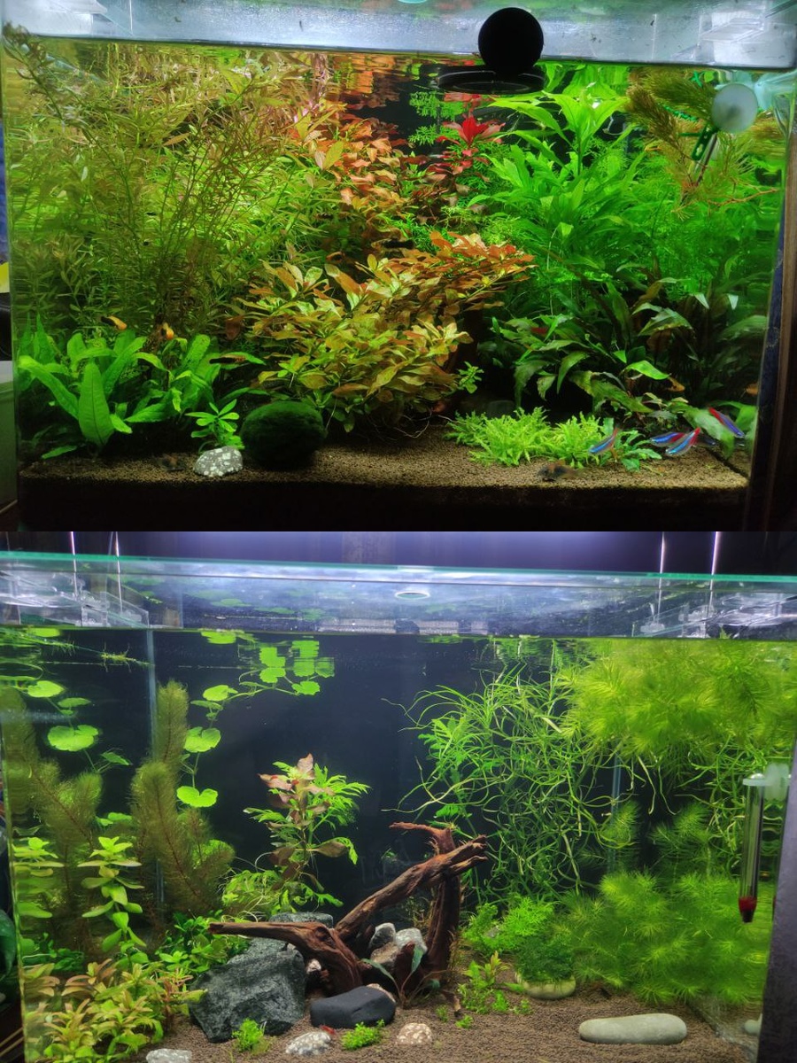 Фото преображения аквариума от подписчика канала Эстетика воды