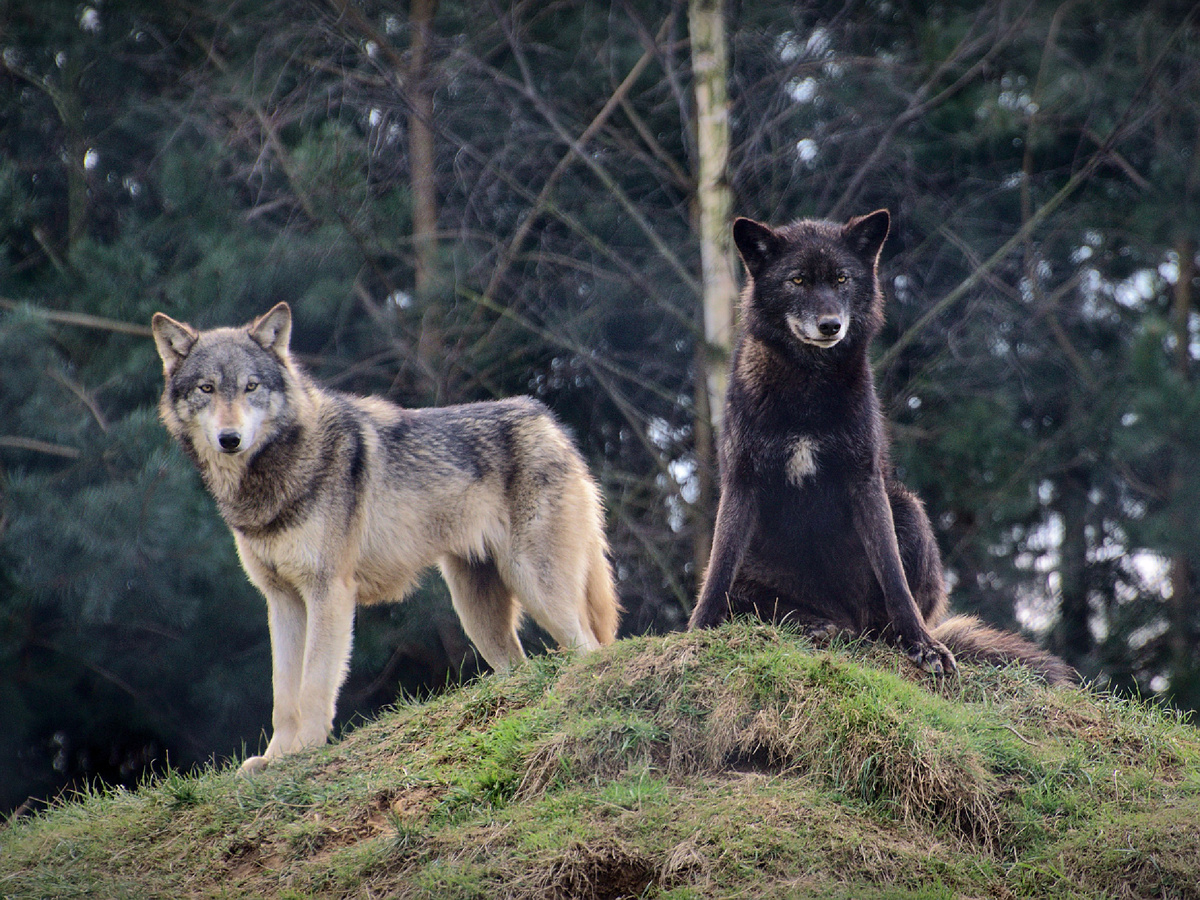Сам по себе союз волка и собаки возможен благодаря тому, что и у Canis lupus, и у Canis lupus familiaris одинаковый набор хромосом — 78 штук. А это значит, можно получить полноценное плодовитое потомство! Фотография: FurLined, CC BY-NC-SA 2.0