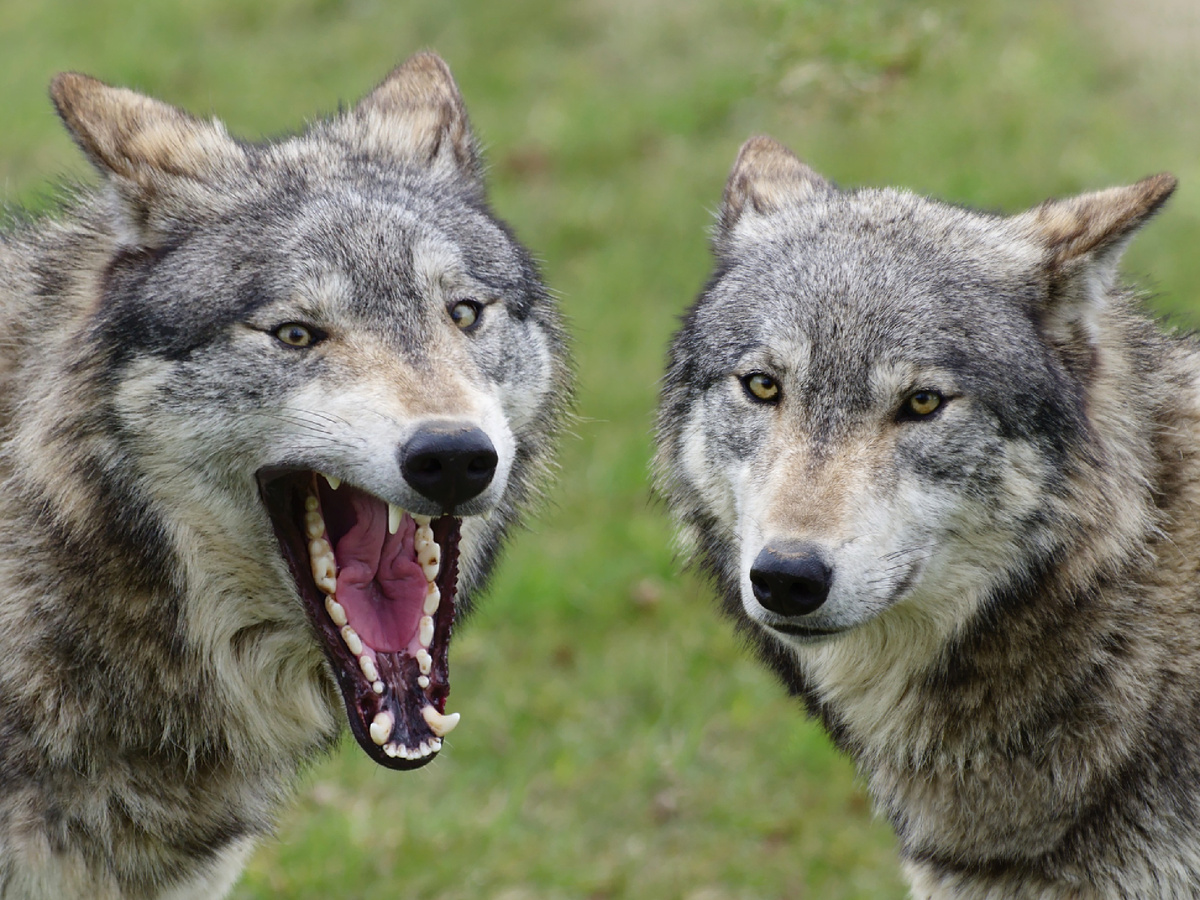 Коллаж: FurLined, CC BY-NC-SA 2.0