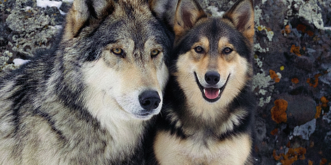 Когда волк может выбрать в партнёрши собаку, и чем закончится их «роман»