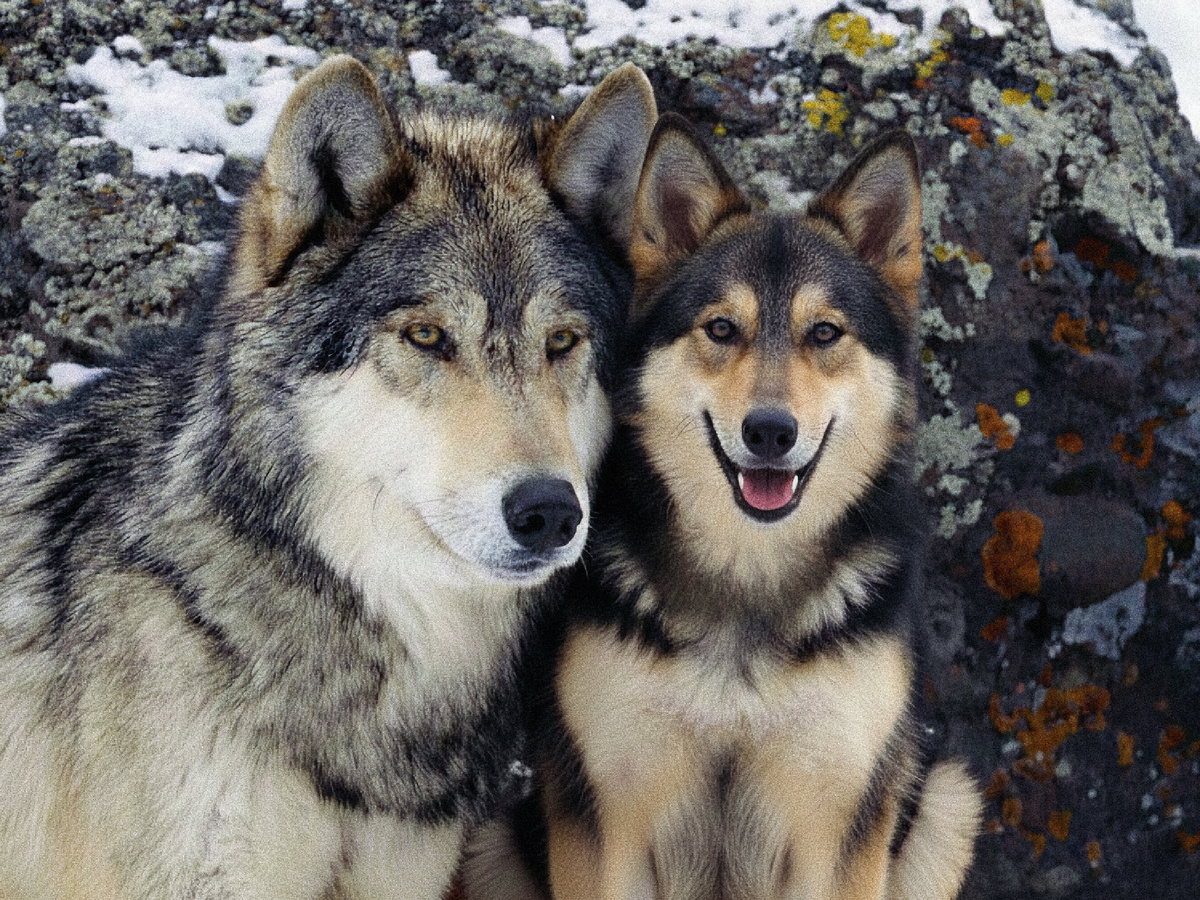 Коллаж: Angell Williams, CC BY 2.0 и Приключения натуралиста.