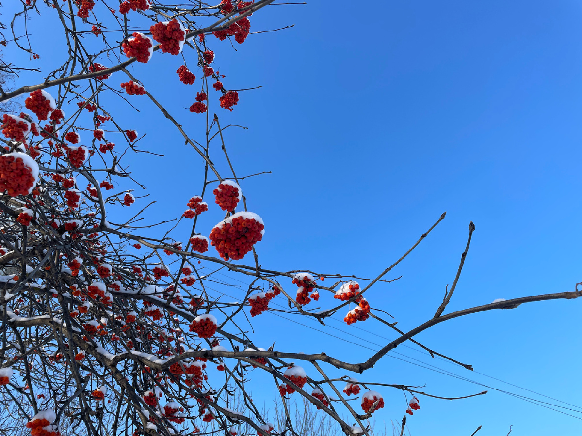 Рябина в январе в минус 32