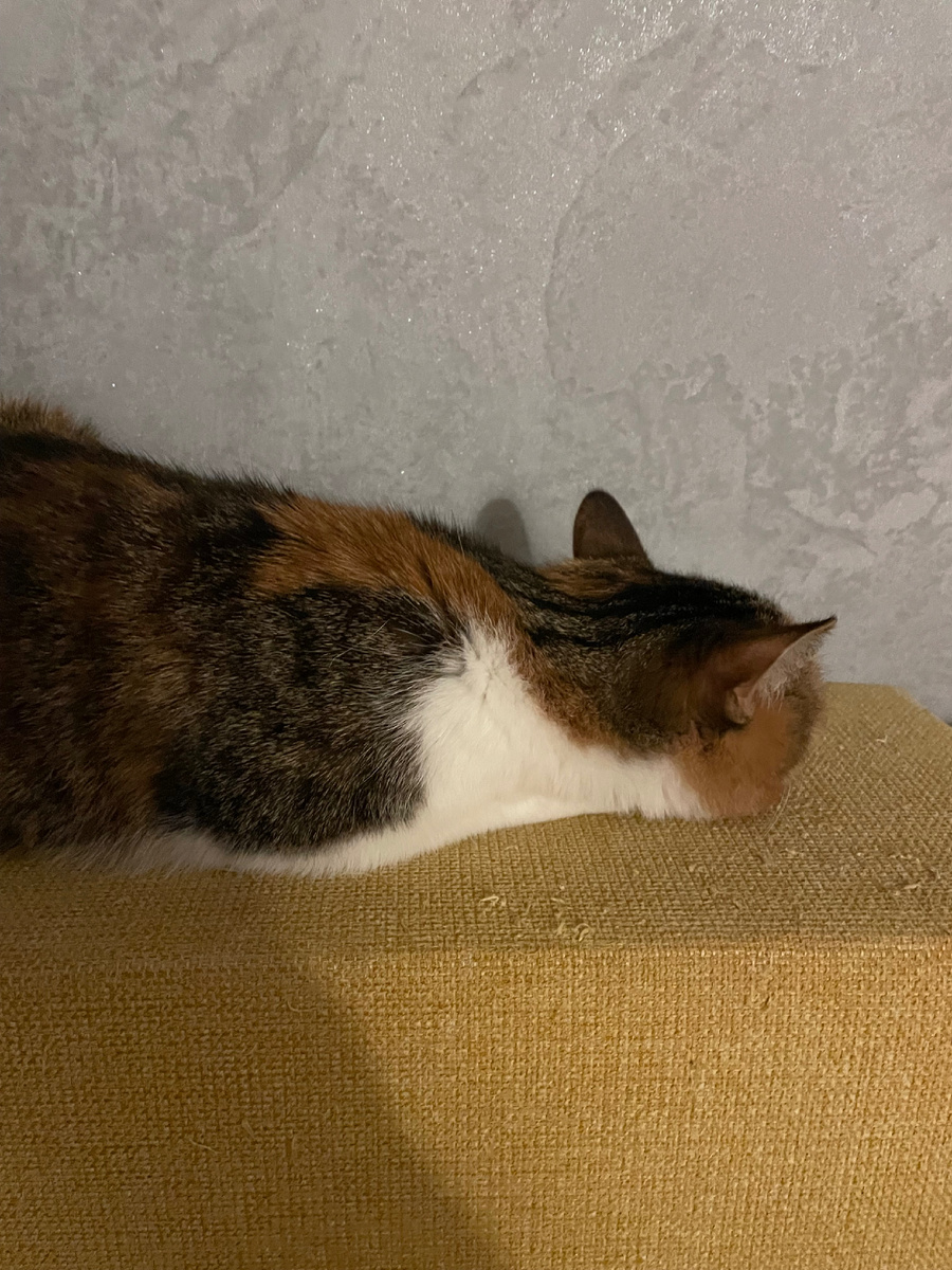 Коська недовольная))) отворачивается)