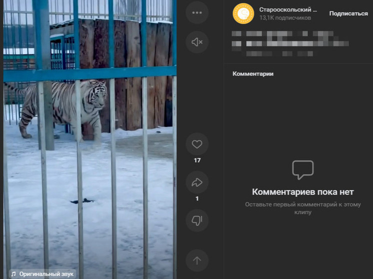     Белгородцам показали, как белый тигр из Старооскольского зоопарка наслаждается прогулкой, фото: скриншот видео со страницы vk.com/stoskolzoo