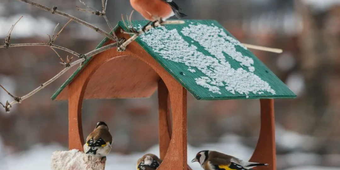 Каких птиц стоит “приручать” зимой, чтобы сад был в безопасности весной