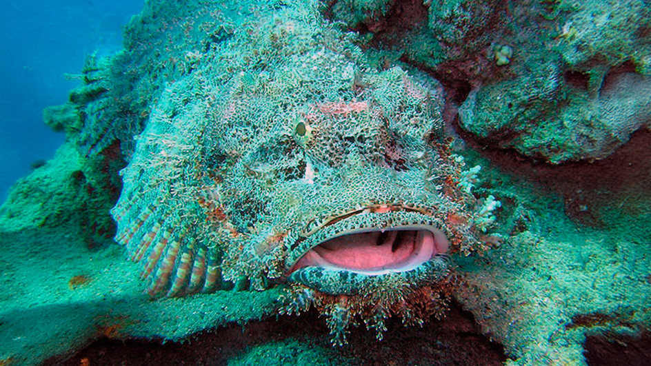 Рыба-камень, картинка из Интернета