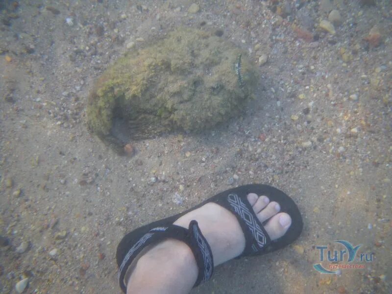 Рыба-камень рядом с ногой, картинка из Интернет