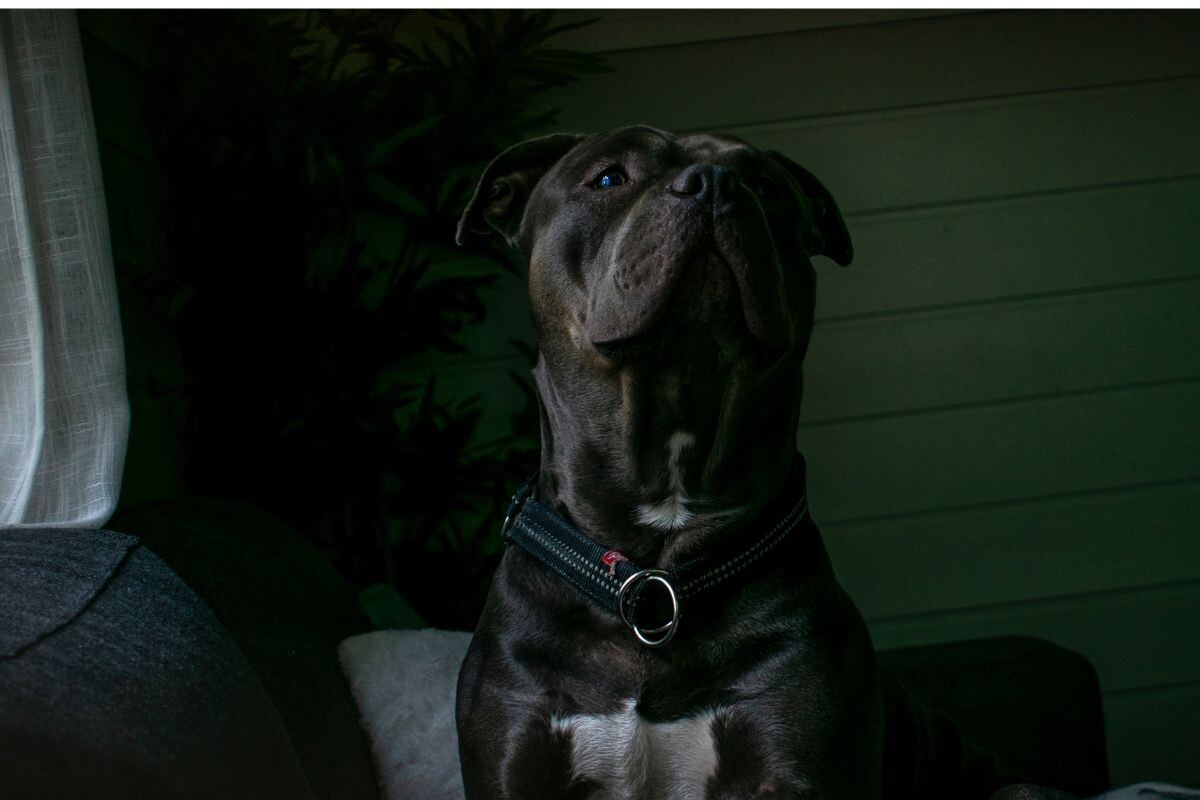 Собака плохо спит ночью 