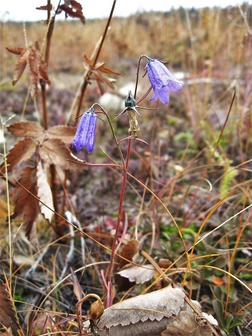Фотографии Татьяны Немшановой. Западная Сибирь, Приполярный Урал, Зауралье, Тайга Крайнего Севера ХМАО Югра, осень. Колокольчики на речной косе.