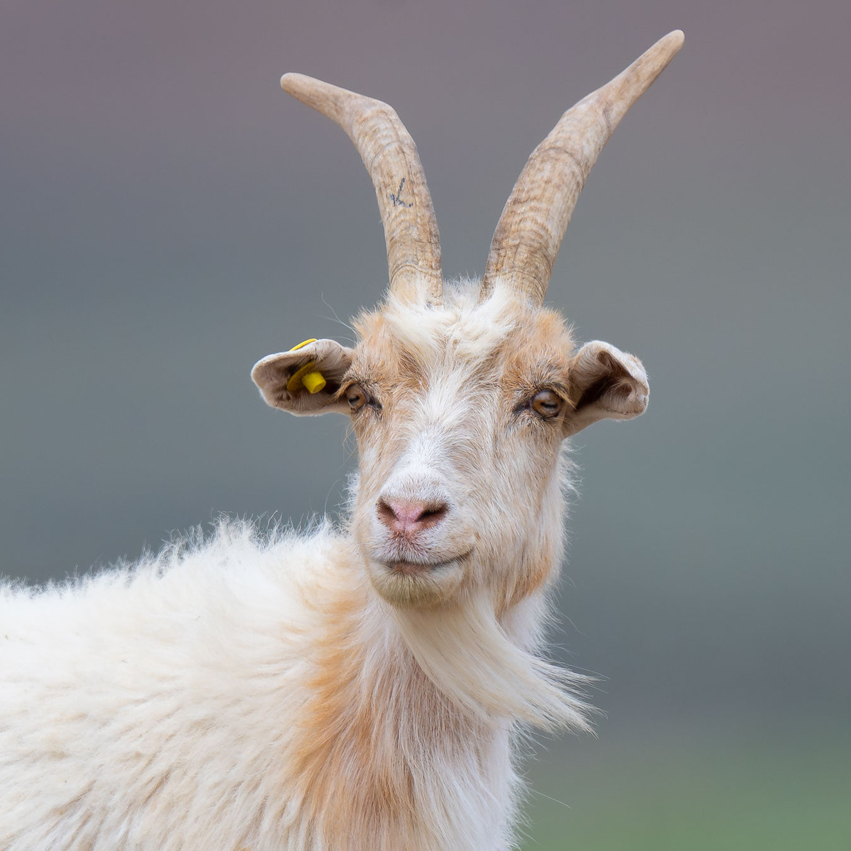Портрет белой козы.