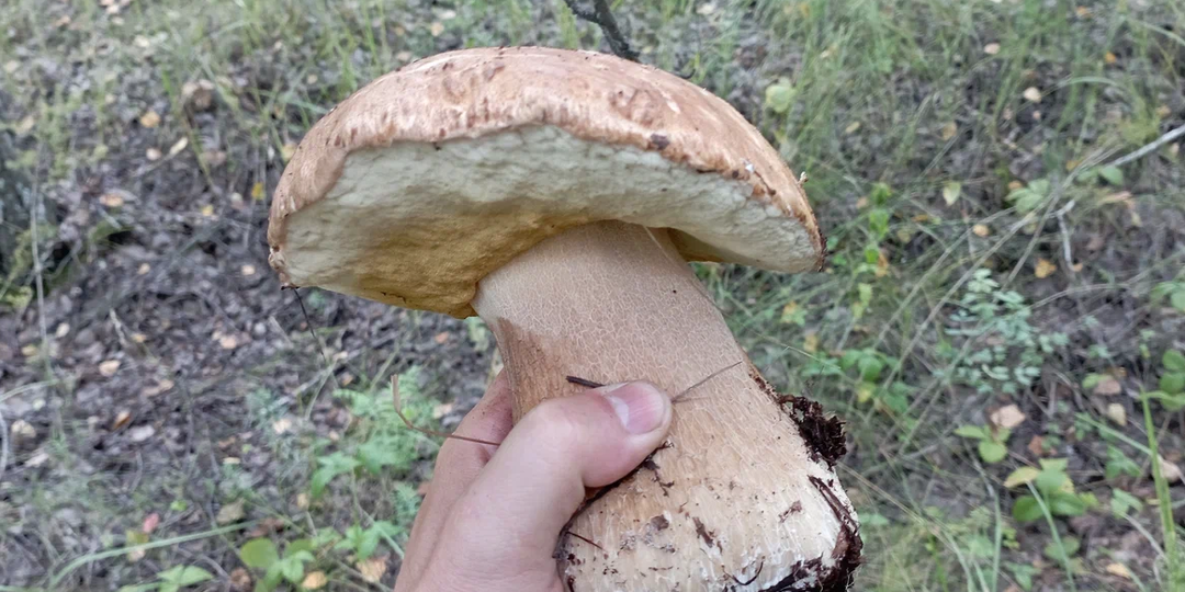 Про то, что дешевеет и дорожает. И немного про грибы