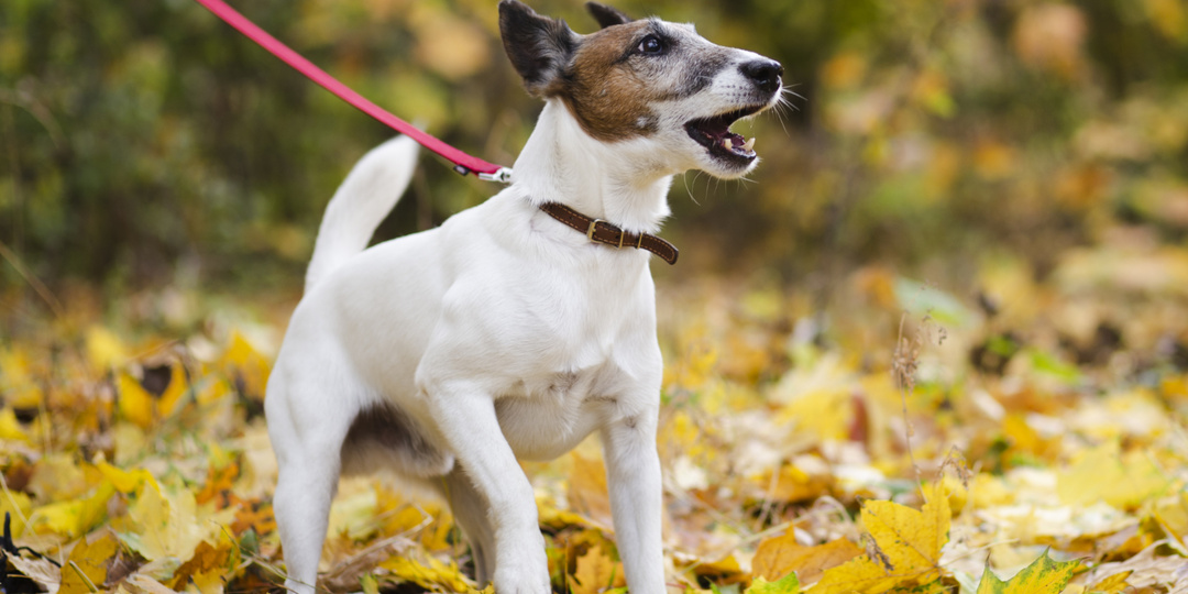 Напряжение течёт вниз по поводку