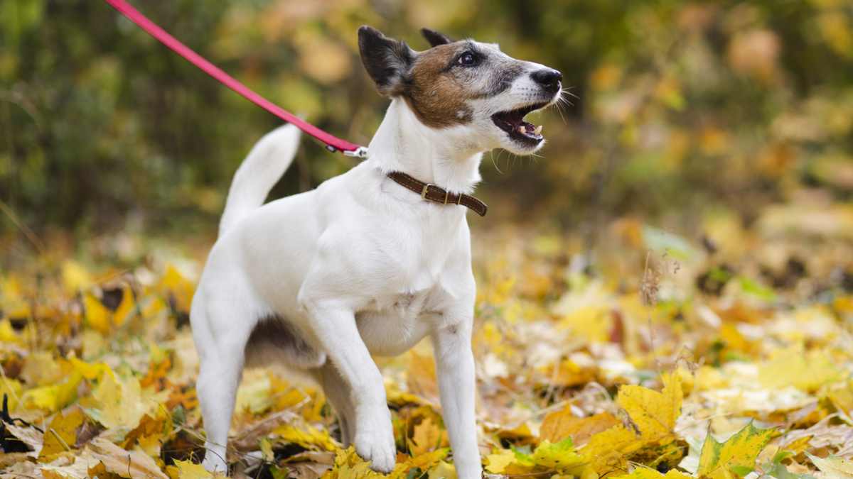 Собака стала вести себя плохо? Возможно, она просто отзеркалила ваше состояние – и выдала на-гора свою версию. Фото Freepik
