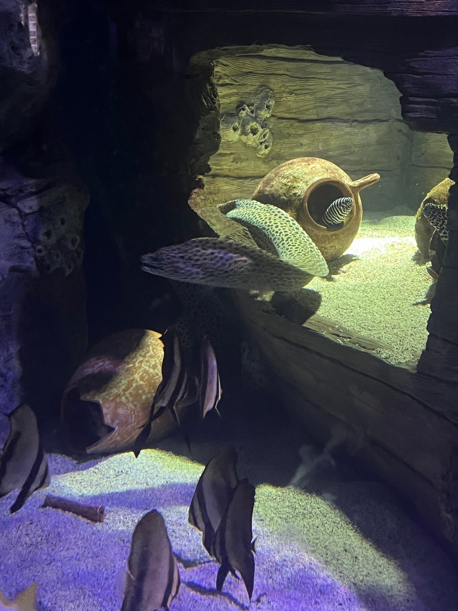 Санкт-Петербургский океанариум. Фото: Виктория Устюгова