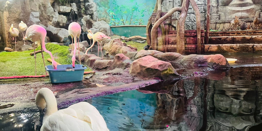 Куда сходить в Петербурге с маленькими детьми(1+). Любителям животного мира