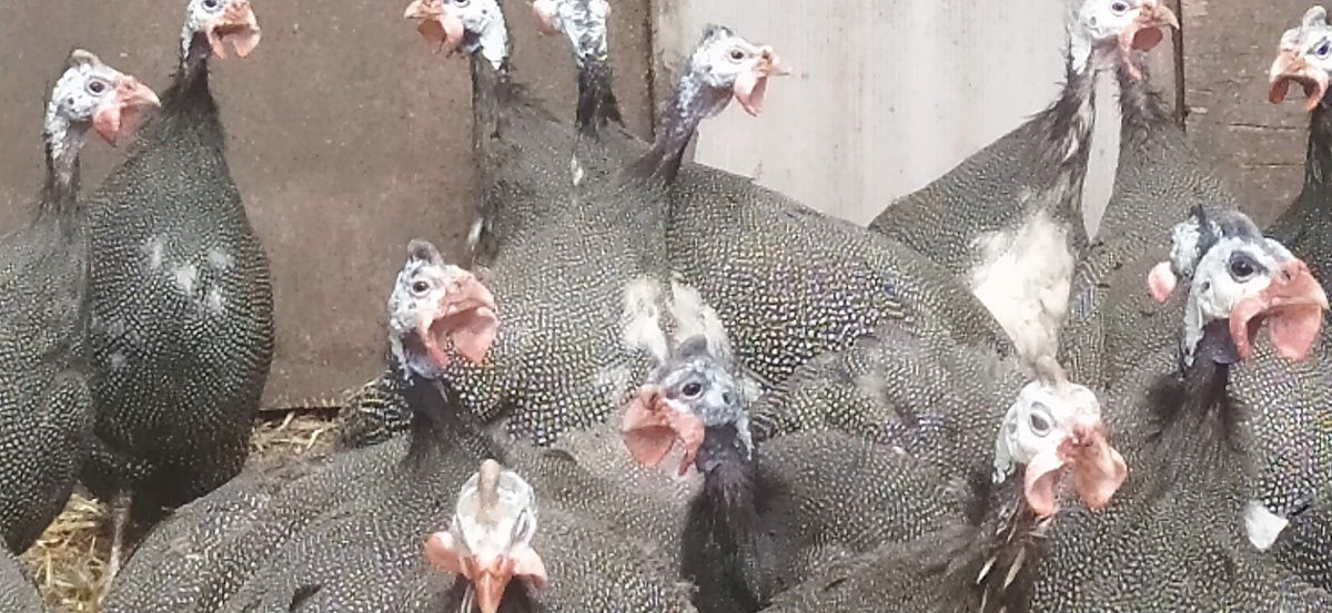 Цесарководство — разведение цесарок