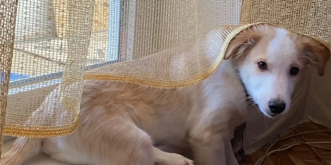 💔🆘 Ульяновск! SOS! Малыш предан дважды! Ищем дом или передержку! 🙏