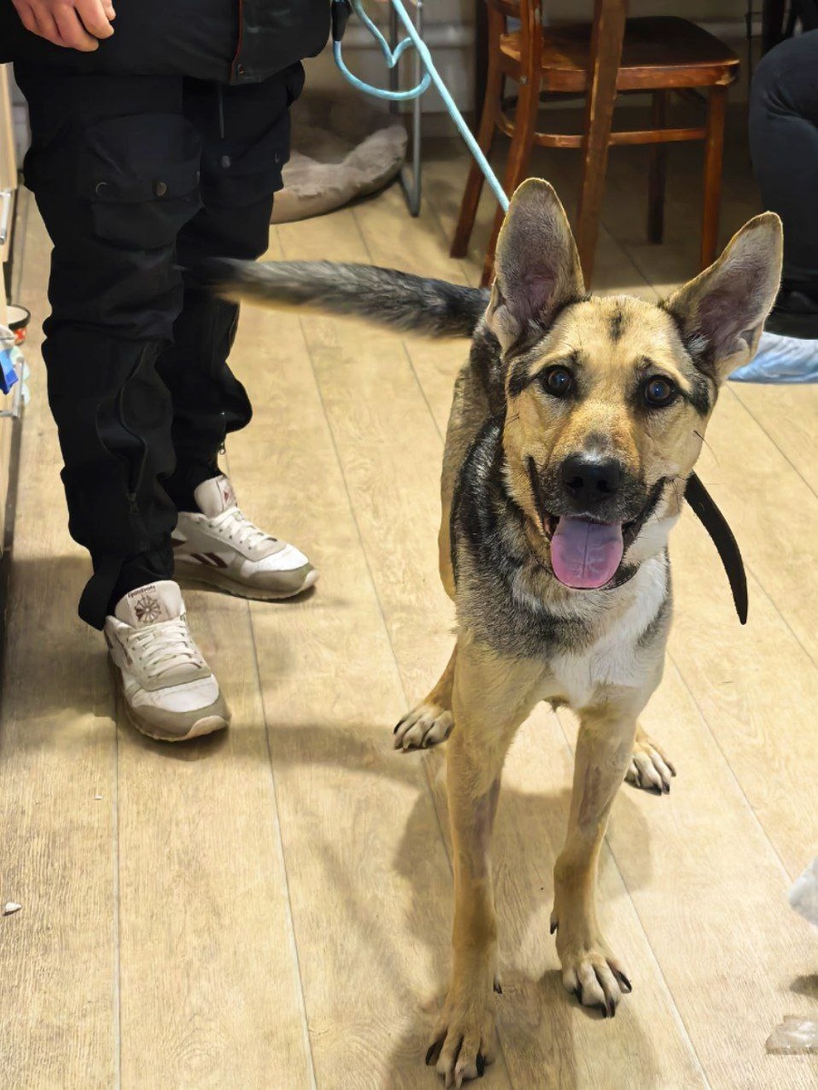 Это Ника, на этих фото она уже поправилась. Фото из архива автора