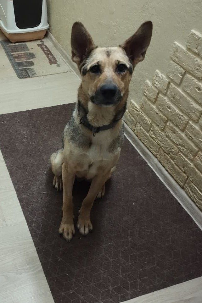 Сидит послушно, гулять просится. Это уже дорогого стоит. Фото из архива автора