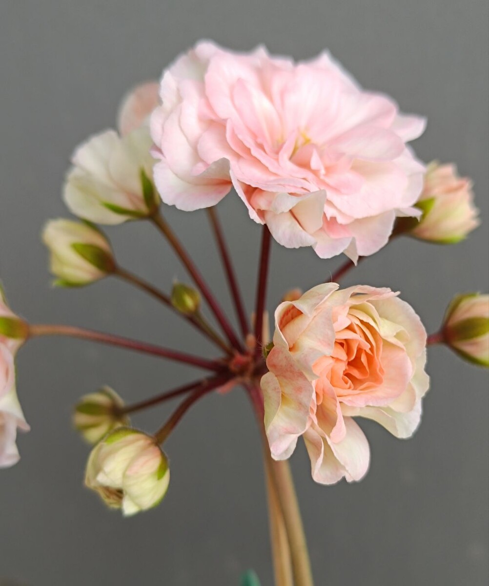 Леона Галактика