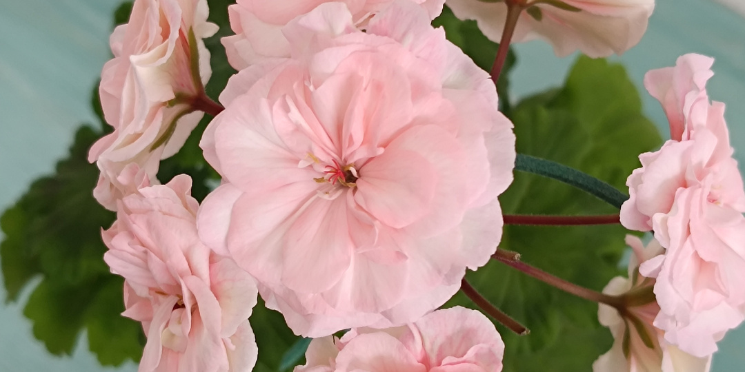 Крокодил не ловится, не растет кокос