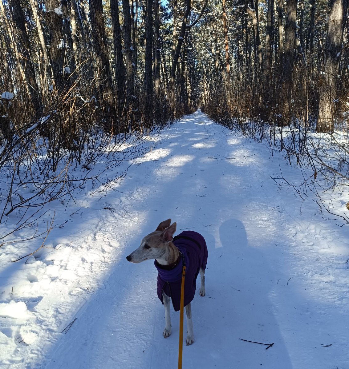 Это  другая собака, это Джой.  Это собака которая: "Невиноватая я! Она сама начала!" Видно же по морде, что она никого не могла обидеть 😂 