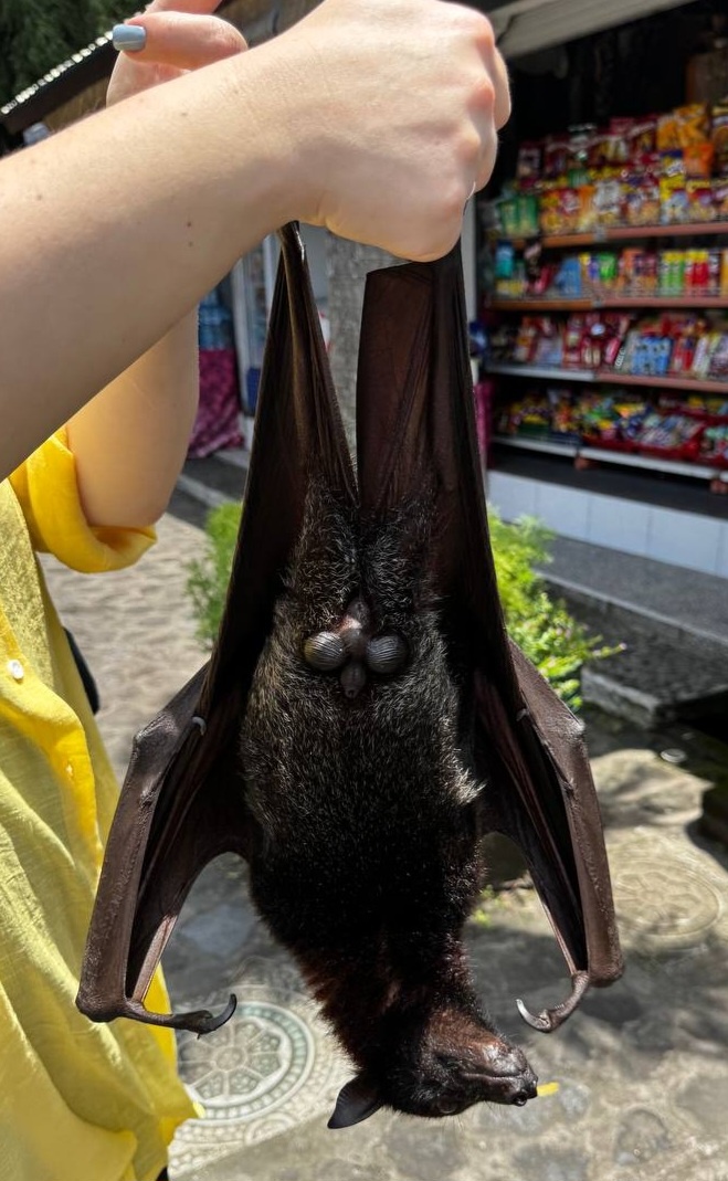 На острове Бали обитают летучие лисицы (крыланы) — крупные рукокрылые с размахом крыльев до 1,5–1,7 м. Это безобидные ночные животные, питающиеся фруктами и нектаром.