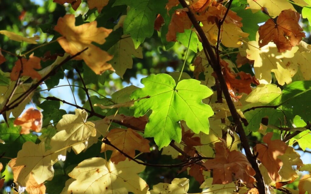    Листья клена полевого осенью.29.09.23 Анна Власова