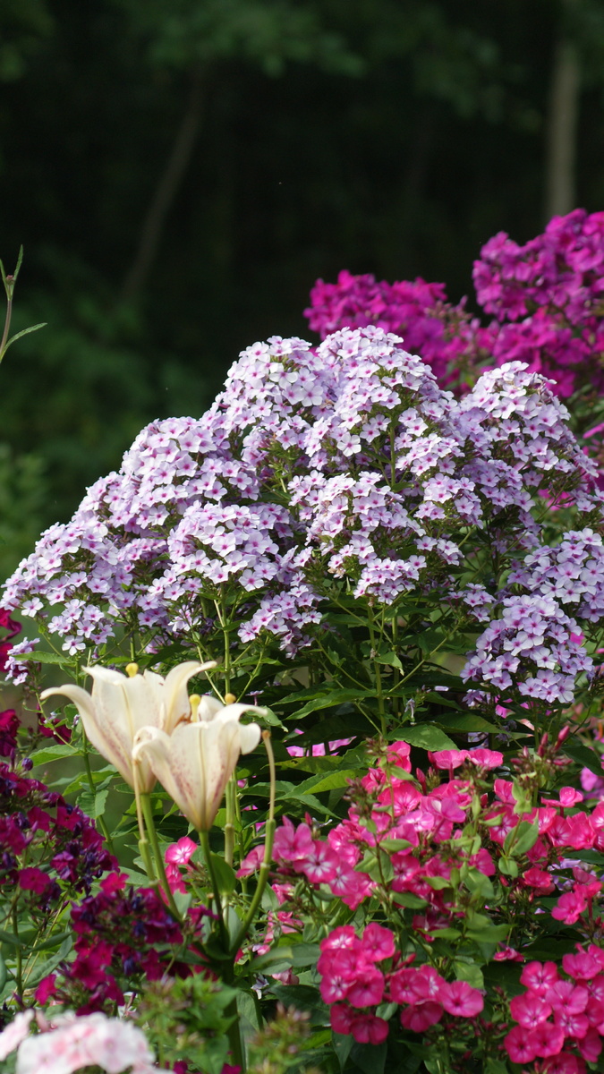 Вечерница в моём саду