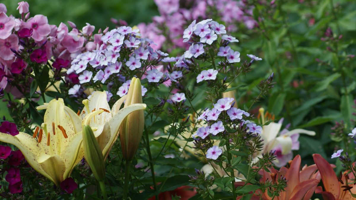 Вечерница на 3-ий год