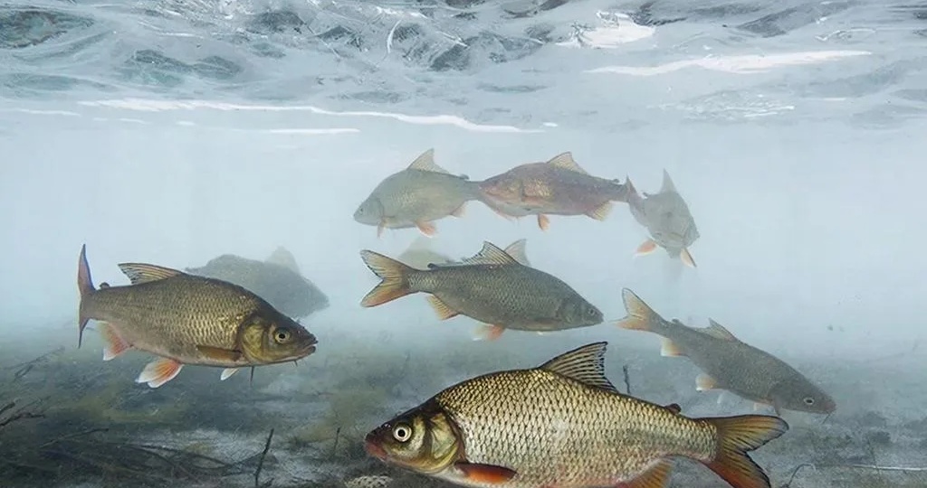 Зимовальная яма - рыбалка запрещена