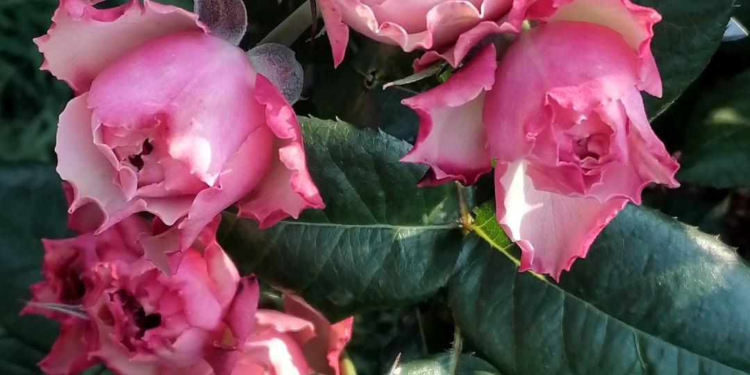 Отзыв о чайно-гибридной розе «Нортенгерское Аббатство» (Northanger Abbey)