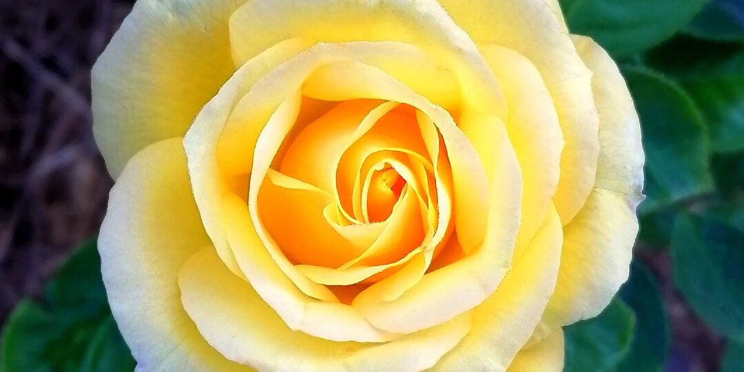 Отзыв о розе клаймбер «Голден Гейт» (Golden Gate)