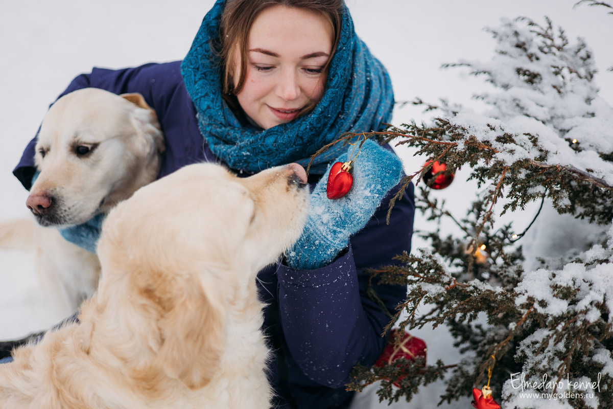 Мои собаки обожают гулять, всё нюхают, но не всё пробуют - я их научила безопасным прогулкам.