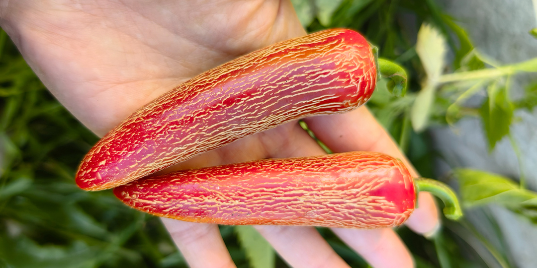 Смешанные посадки и перечные почеркушки на новый сезон