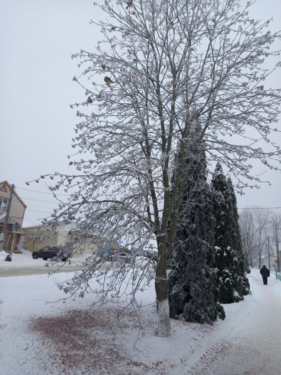 Снегири на рябине в центре посёлка. Фото автора