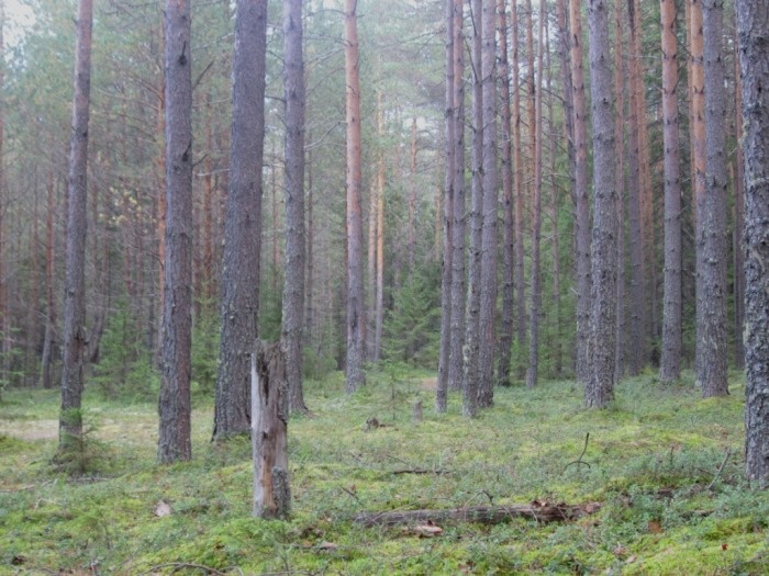 Сосняк зеленомошный (фото из архива автора)