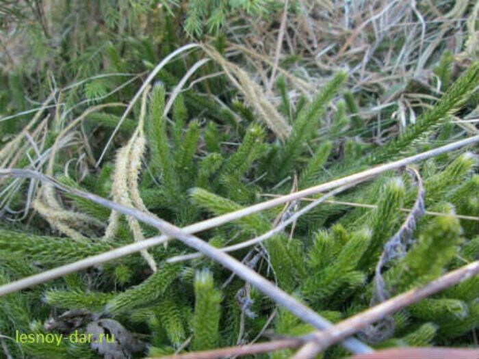 Побеги плауна булавовидного - снято весной, в мае (фото с блога "Лесная кладовая")
