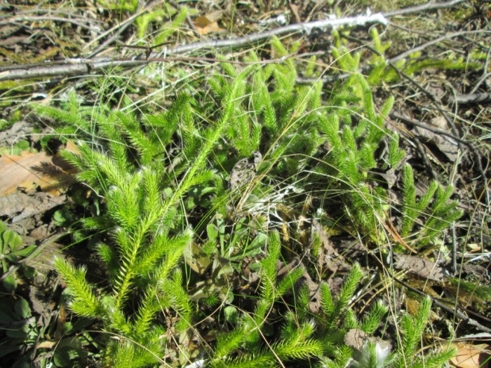 Интересная история жизни лесного растения: плаун булавовидный