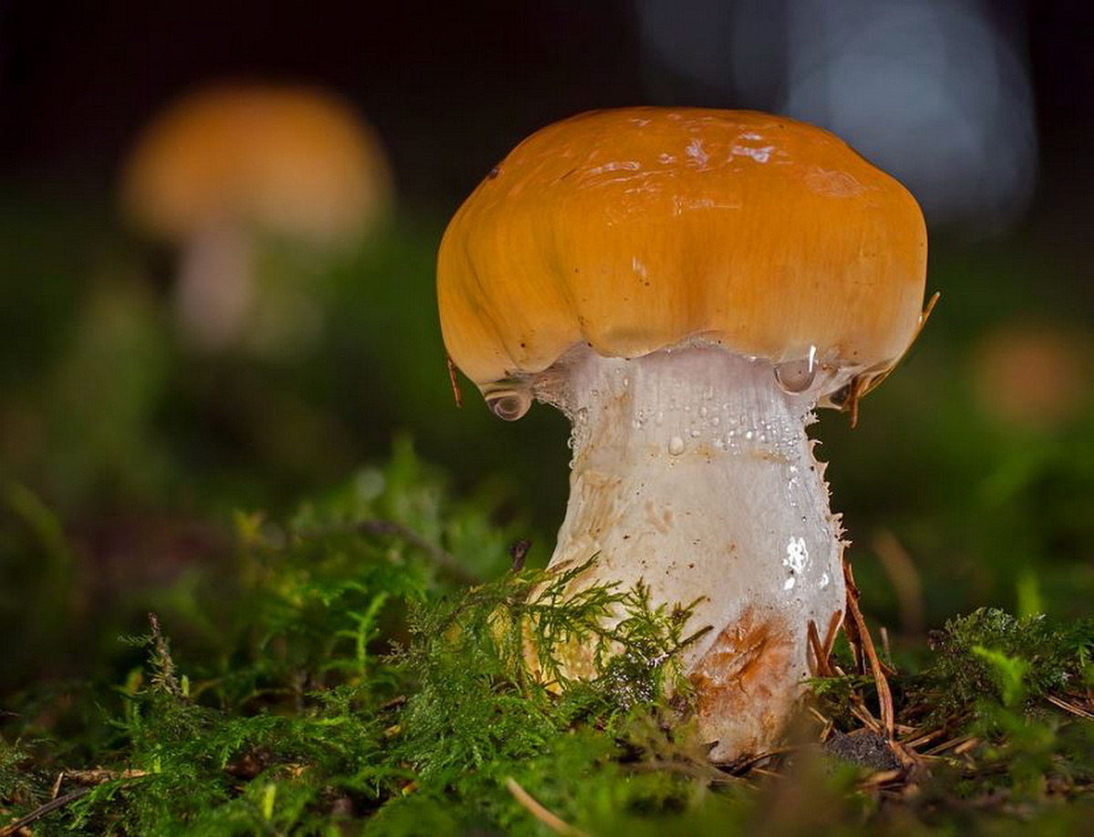 — Грибы съедобные и называются они «валуи»