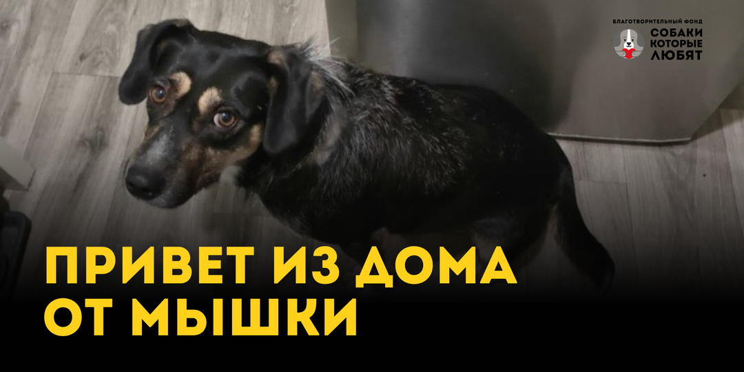 Привет из дома от Мышки